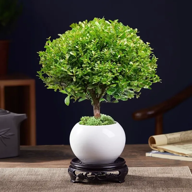 dwarf syzygium old stump bonsai seedling